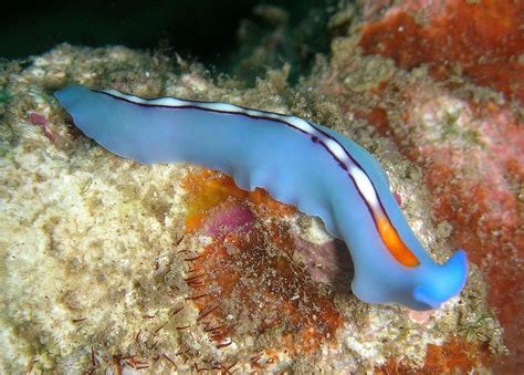  Eyelash Worm! A Tiny Flatworm That Glimpses The World Through Its Back