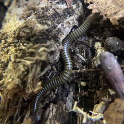 Palisade Millipede! Can This Slow-Moving Creature Actually Conquer Mountains With Its Thousands Of Legs?