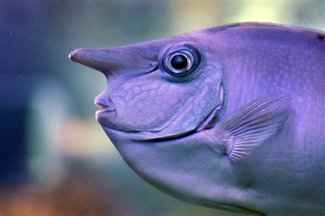  Upstream Dweller! Meet the Unique World of the Unicornfish