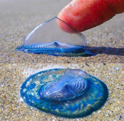 Velella! En hypnotiserande hydrozoisk flytare som liknar en miniatyrseglbåt på det öppna havet