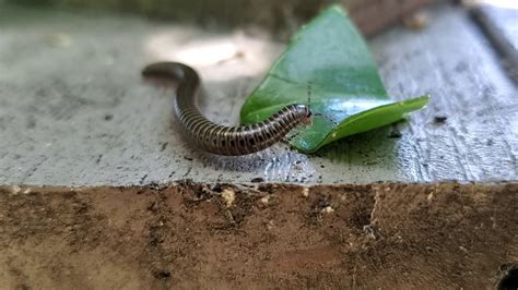  Atopeta - Den Mysiga Maskeradör Med Hundratals Ben Som Glider Genom Undervegetationen!