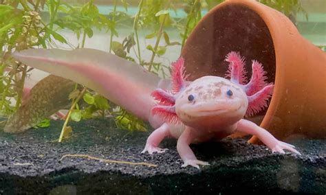  Axolotl – En Levande Fossil Med Evig Ungdom!