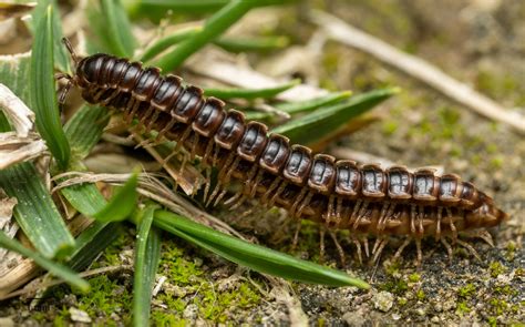  Brandt’sMillipede: Kanske den mest spektakulära insekten som kryper på din trädgårdsgård eller gömmer sig under lövhögar!