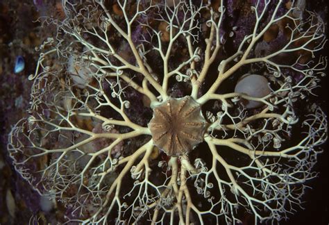  Chilean Basket Star! An Incredible Deep-Sea Dweller With A Distinctive Tentacled Structure