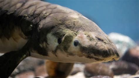  Lungfisken: En levande fossili som simmar baklänges och andas luft!