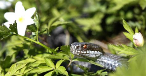  Ostrea! Den Öppna Lägsta Skaldjuret Som Slänger Igen Skalet Med En Vackert Slät Rörelse