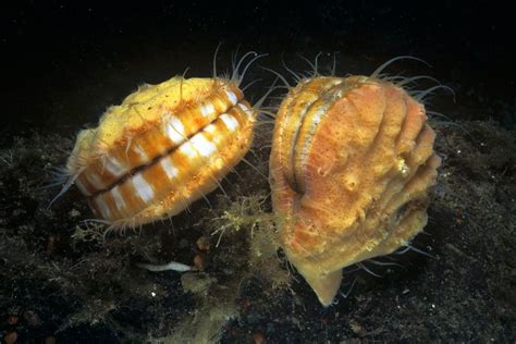  Queenscowch!  En djuptgrubblande undersökning av en ovanlig dubbelskalig mollusk