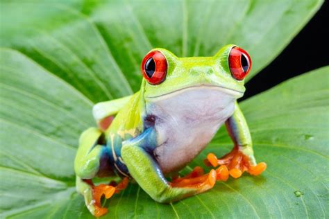  Quizzes About Quick-Moving Frogs? Discover Fascinating Facts About the Quivering Tree Frog!