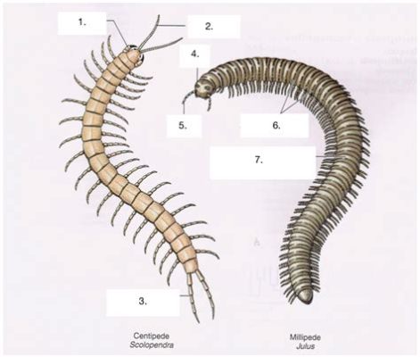  Xanthopyge! En Myriapods Fascinerande Färger