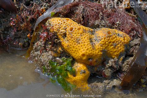  Yellow Boring Sponge – Den spännande världen av en stillsam dvärg!